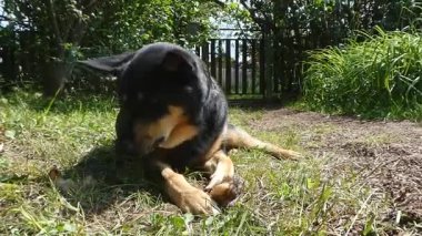 Black and Tan Dog Çiğneme Kemiği