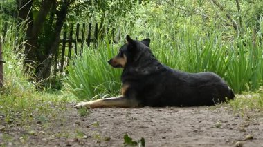 Siyah ve Tan Dog Lush Garden 'da dinleniyor.