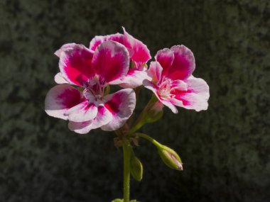 Pembe ve beyaz Pelargonium grandiflorum çiçeklerinin yakın çekimi