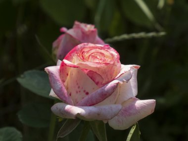 Canlı, pembe ve beyaz melez bir çayın yakın çekimi çiçek açmış.