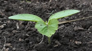 Genç Salatalık Tohumları Zengin Topraklarda Büyüyor