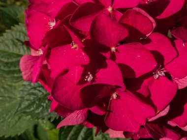 Koyu Kırmızı Hydrangea Makrophylla Merveille Sanguine Yeşil Yapraklı Çiçekler