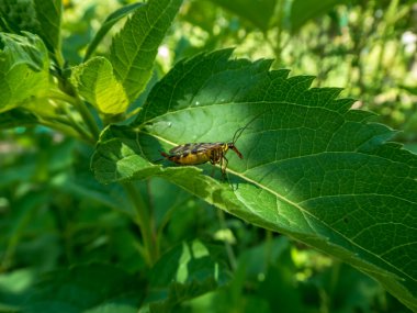 Yeşil bir yaprağın üzerinde dinlenen Akrep sineğinin yakın çekimi
