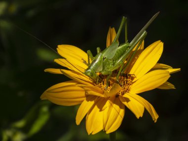 Yeşil Çalı Çekirgesi Güneş Işığında Altın Sarı Çiçek Arıyor