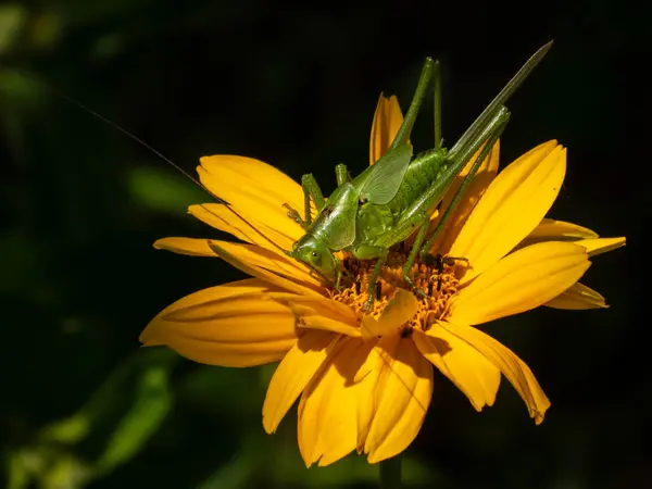 Yeşil Çalı Çekirgesi Güneş Işığında Altın Sarı Çiçek Arıyor