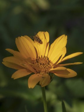 Hoverfly Polenlemeli Altın Sahte Ay Çiçeği
