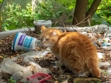 Ginger Tekir Kedisi Enkazlı Açık Hava Ortamı