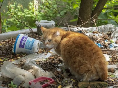 Ginger Tekir Kedisi Enkazlı Açık Hava Ortamı
