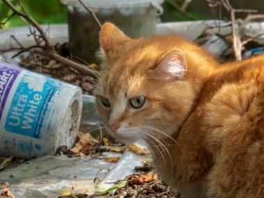 Açık Hava Turuncu Kedi Alarmı 'nın Yakın Çekim Portresi