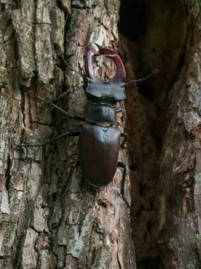 Sert Ağaç Kabuğunda Büyük Çene Deliği olan Görkemli Erkek Geyik Böceği
