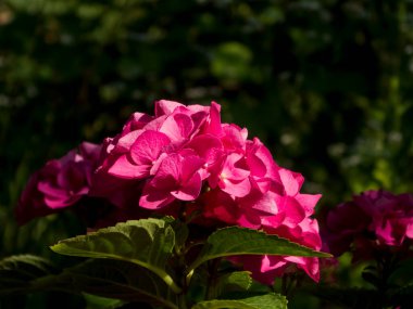 Parlak Fuchsia Hydrangea Makrophylla Çiçekleri Bahçede