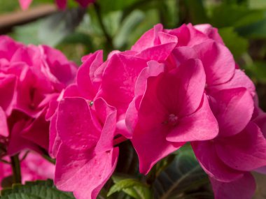 Canlı Pembe Impatiens Çiçekleri Gün Işığında Çiçek Açıyor