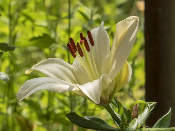 Tanınmış Portakallı Yumuşak Beyaz Zambak