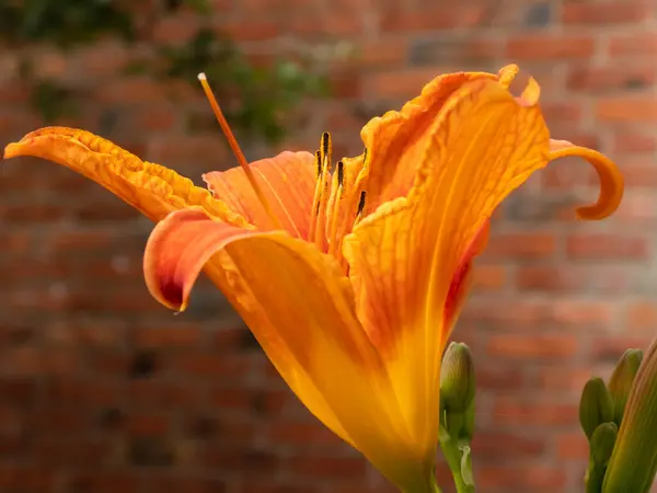 Parlak Portakal Zambağı Tuğla Duvara Karşı