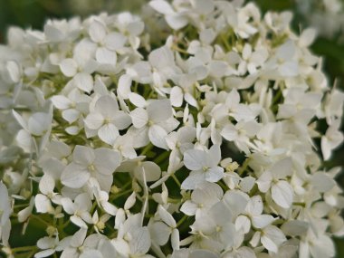 Zarif Beyaz Ortanca Çiçeklerinin Kapalı Çekimi