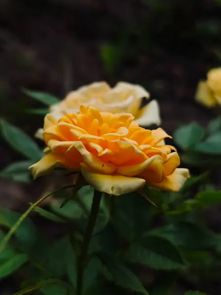 Altın sarısı gül Koyu bir arkaplan karşısında canlı bir şekilde çiçek açıyor