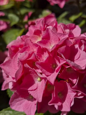 Parlak Güneş Işığında Canlı Pembe Ortanca Makrophylla Çiçeği