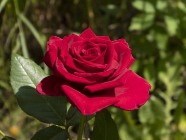 Yeşilliklerle süslenmiş Kırmızı Gül Çiçeği