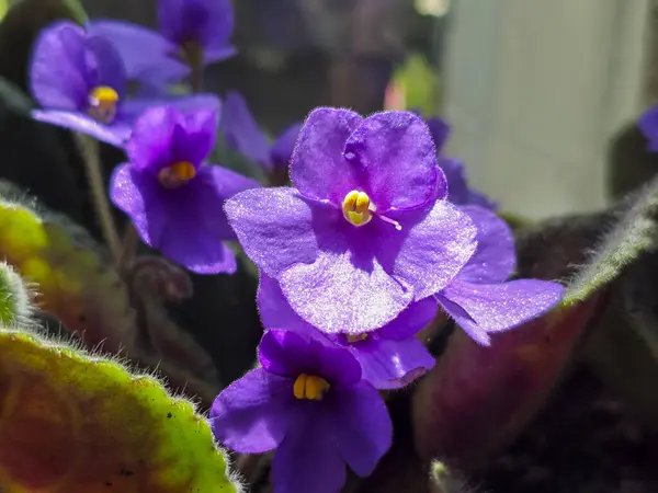 Tüylü Yapraklı Mor Afrika Çiçekleri