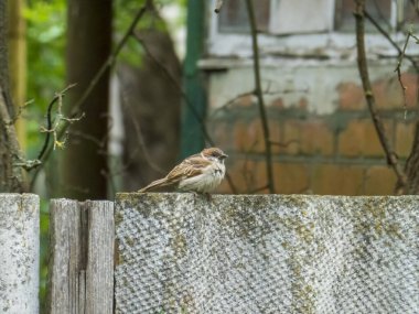 Küçük Serçe Yıpranmış Çitin Üzerine Tünemiş