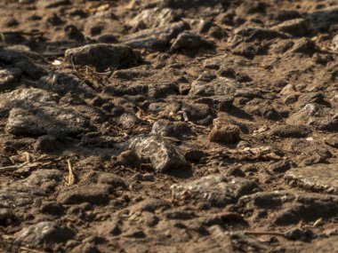 Tozlu, kayalık ve kuru zemin, etrafa saçılmış küçük taşlar ve organik atıklar.