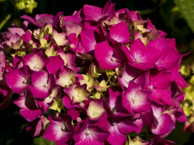 Canlı Pembe ve Soluk Sarı Ortanca Makrophylla Çiçekleri