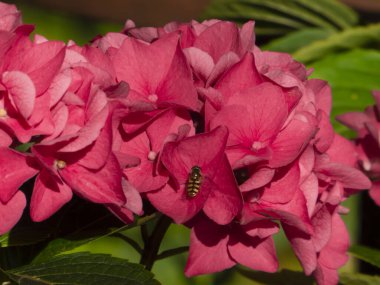 Bereketli Pembe Ortanca Uçan Uçan Makrophylla Çiçeği