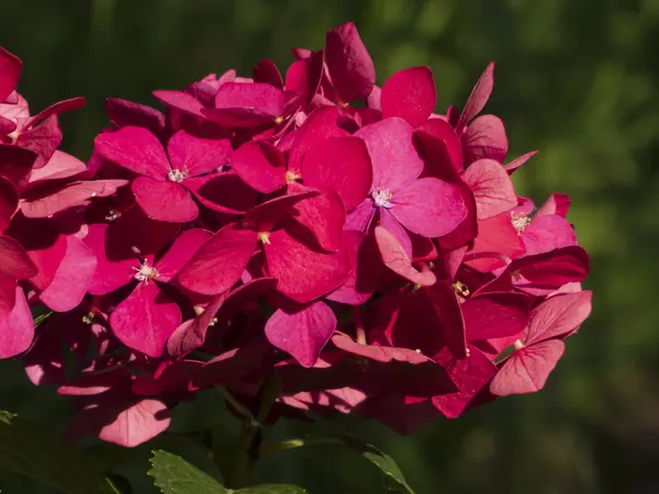 Yaz bahçesinde yemyeşil kırmızı ortanca Makrophylla Çiçeği