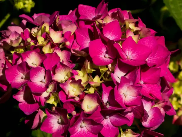 Canlı Pembe ve Soluk Sarı Ortanca Makrophylla Çiçekleri