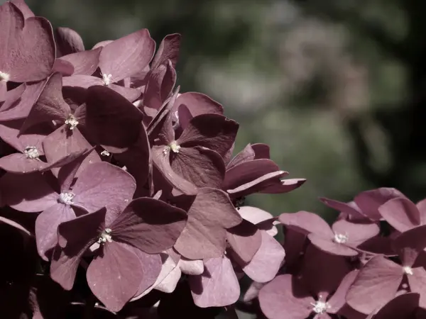 Sönük Kırmızı Ortanca Makrophylla Güneş Işığında Çiçek Açar