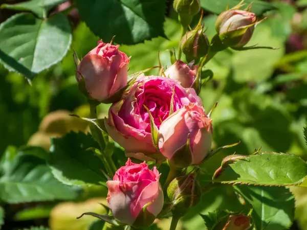 Zarif pembe gül goncaları ve güneşli bir bahçede çiçek açan bir çiçek.