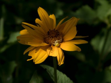 Beyaz Yengeç Örümceği Güneş Işığında Parlak Turuncu Heliopsis Çiçeğine Kamufle Edildi