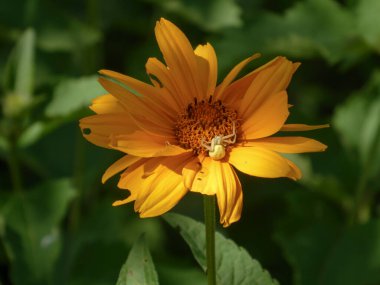 Beyaz Yengeç Örümceği Güneş Işığında Parlak Turuncu Heliopsis Çiçeğine Kamufle Edildi