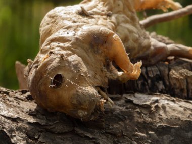 Ağaç kütüğünde mumyalanmış bir kemirgen leşinin rahatsız edici yakın çekimi.