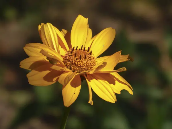 Güneş ışığında parlak sarı sahte ayçiçeği (Heliopsis helianthoides)