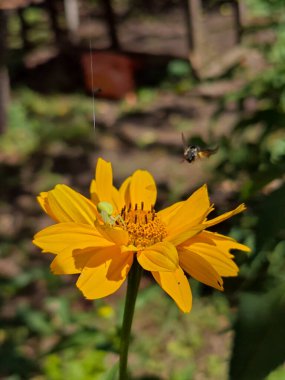 Yellow Coreopsis Flower with Crab Spider and Flying Bee