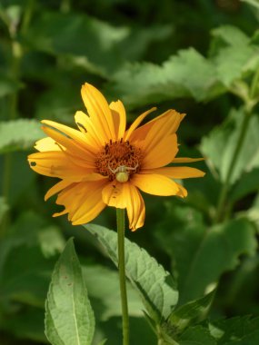 Beautiful false sunflower (Heliopsis scabra) with a hidden crab spider (Misumenoides formosipes)