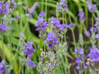 Canlı Mor Lavanta Çiçekleri Bir Tarlada Çiçek Açıyor