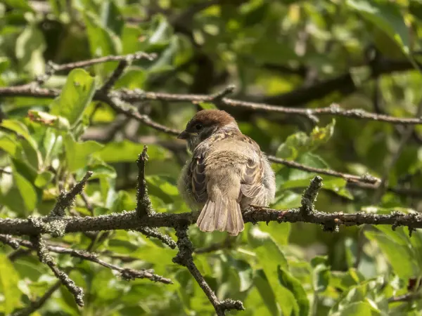 Küçük kahverengi bir Avrasya Ağacı Serçesi yemyeşil bir dalın üzerine tünemiş.