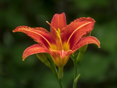 Koyu Arkaplan Karşısında Canlı Kırmızı Turuncu Gündüz Çiçeği