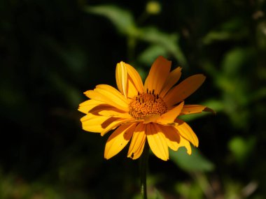 Koyu Yeşil Arkaplan Üzerine Dramatik Sarı Heliopsis Çiçeği Aydınlandı