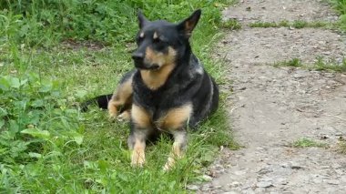 Sadık Siyah ve Bronz Köpek Otlak Yol 'da Dinleniyor