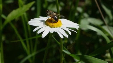 Bir uçan sineğin beyaz bir papatya çiçeğini ararken yakın plan fotoğrafı.