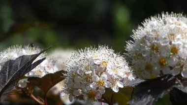Canlı Beyaz Spiraea Çiçeklerinin Güneş Işığında Çiçek Açması