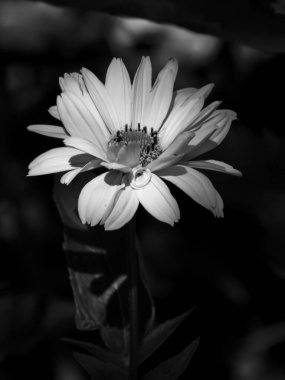 Vurucu Işık ve Gölgeyle Tek Renkli Çiçek Açar