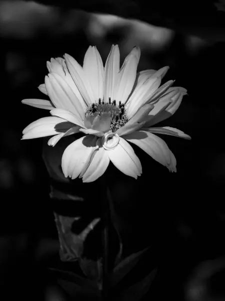 Vurucu Işık ve Gölgeyle Tek Renkli Çiçek Açar