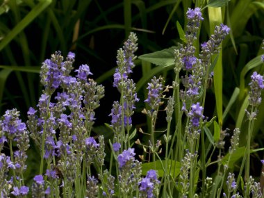 Canlı mor lavanta çiçeklerinin yemyeşil yaprakların arasında durduğu yemyeşil bir tarla.