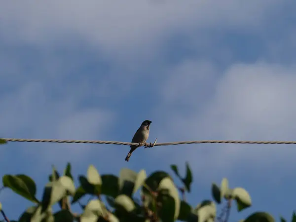 Küçük Serçe Mavi Gök 'e Karşı Bir Elektrik Kablosuna Tüymüş