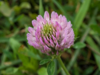 Yeşil Bir Arkaplan Karşısındaki Zarif Pembe Yonca Çiçeğinin Yakın Çekimi