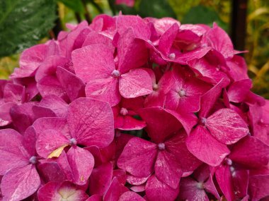 Canlı Magenta Hydrangea Çiçek Kümesi Hassas Yapraklı